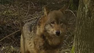 Play media file Close ups of a wolf