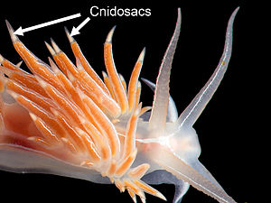  Particolare del nudibranco aeolido Flabellina lineata che mostra i suoi cerata e cnidosac