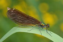 Güzel Matmazel, Calopteryx virgo