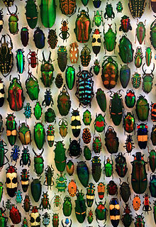 Coleoptera v Staatliches Museum für Naturkunde Karlsruhe, Nemecko