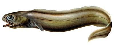 Coloconger raniceps, a Colocongeridae