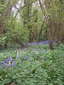 Pădure antică la Brading, Isle of Wight, Anglia, care prezintă albăstrele (Hyacinthoides non-scripta), ramuri (flori albe, Allium ursinum) și aluni (Corylus avellana).