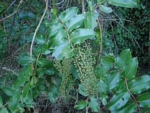 Coriaria arborea , uma planta de tutu.