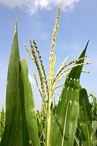 Flor masculina del maíz (borla del maíz). Los estambres de la flor producen un polen ligero y esponjoso que es llevado por el viento a las flores femeninas (sedas) de otras plantas de maíz.