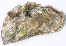 Crassostrea gigas dal bacino di Marennes-Oléron in Francia