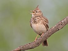 Crested Lark (Galerida cristata)