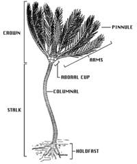 Anatomía de los crinoideos