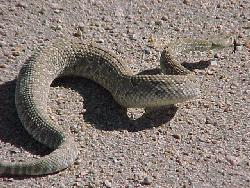 Eine Mojave-Klapperschlange (Crotalus scutulatus) mit seitlicher Windung