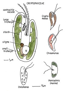 Cryptomonad