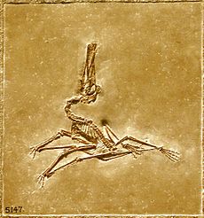 Pterodactylus - American Museum of Natural History.