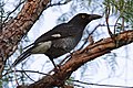 The pied currawong, an outstanding singer.