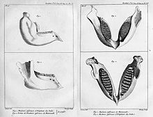 Anatomia comparativa