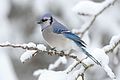 Blue jay sitting on tree branch covered in snow
