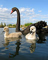 Black swan and cygnets