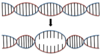 Beginning DNA denaturation