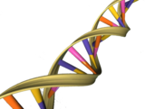 DNA, een nucleïnezuur, bestaat uit een dubbele helix.  