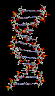  La estructura de parte de una doble hélice de ADN  