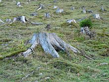 Turning left stumps and root systems (modern image, as indicated by the smooth break edge and step); the result was an anthropogenic clearing of the woods