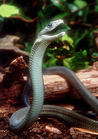 Una mamba negra en posición defensiva.  