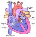 Diagram of human heart.