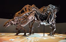 Ein Exponat, das zeigt, wie winzig die Vorderarme im Vergleich zum Skelett als Ganzes sind. Das Skelett dahinter ist eine Edmontonia. Houston Museum für Naturgeschichte