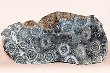 Orbikulární diorit z Korsiky (corsite)