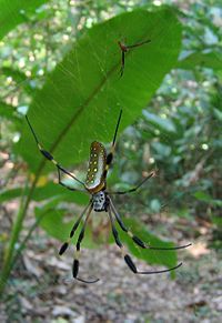 Kultaisen kehrääjän (Nephila clavipes) pikkuruinen uros (lähellä lehden yläosaa) on suojassa naaraalta tuottamalla oikeanlaista värähtelyä verkkoon, ja se voi olla liian pieni syötäväksi.  