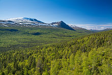 Pines and birches in Øvre Dividal National Park