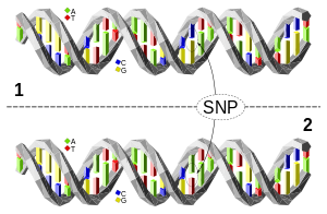 Cz±steczka DNA 1 różni się od cz±steczki DNA 2 w jednej parze zasadowej (polimorfizm C/A)