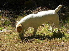 Perro adiestrado en Mons, Var