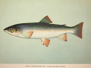 Dolly Varden