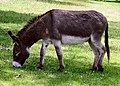 Donkey
