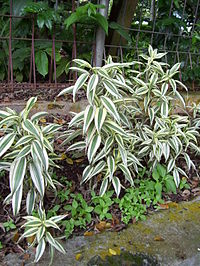 Dracaena sanderiana v bolj naravni obliki, v tem primeru v živalskem vrtu Ragunan, Džakarta, Indonezija.