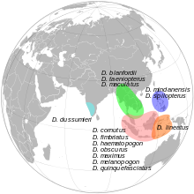 The distribution areas of the different types of flying kites