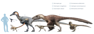 Comparație a dimensiunilor mai multor dromaeosauride, o familie de dinozauri cu pene, care include atât Velociraptor, cât și Deinonychus.  