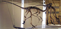 Dromaeosaurus , dromaeosaurus.