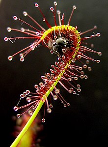 Klæbrige trichomer fra en kødædende plante, Drosera capensis, med et insekt fanget i en fælde  