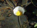 A daisy. The entirety of the flower lies below the level of the (undisturbed) free surface. The water rises smoothly around its edge. Surface tension prevents water filling the air between the petals and possibly submerging the flower.