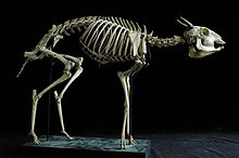 Skeleton of a Ducker (Cephalophini)