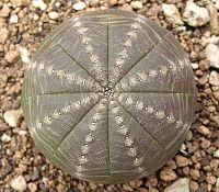 Te dwa rodzaje sukulentów, Euphorbia i Astrophytum, są tylko w niewielkim stopniu spokrewnione. Niezależnie od siebie zbiegły się w bardzo podobnej formie ciała