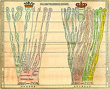 Udfoldet palæontologisk diagram af Edward Hitchcock i "Elementary Geology" (1840)  