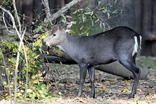 Crested deer (Elaphodus cephalophus) as inhabitants of more closed landscapes