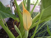 Flower of Colocasia esculenta