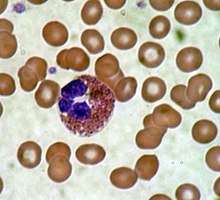 eosinophil granulocyte