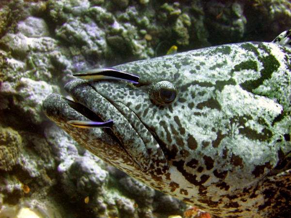 Du mėlynakiai valytojai valo bulvinį gruperį, Epinephelus tukula