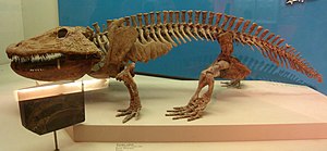 Eryops : forma tipică a corpului de labirinthodont  