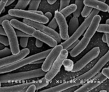 Escherichia coli : un résident de longue durée dans notre intestin