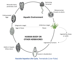 Ciclo di vita della Fasciola hepatica dentro e fuori il corpo umano o animale