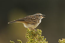 Song Sparrow Lark (Calendulauda africanoides)
