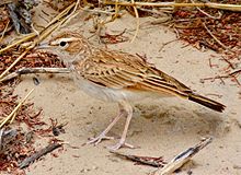 Fawn-coloured Lark
